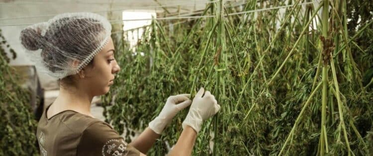 women-in-dry-area-infront-of-upside-down-hanging--weed