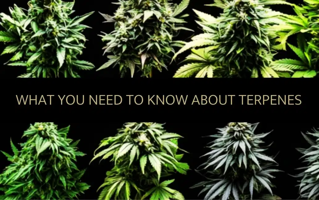 Cannabis Terpene und ihre unterschiedlichen positiven Effekte auf Gesundheit und Wohlbefinden.